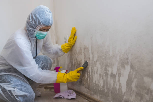 Insurance-Related Mold Remediation