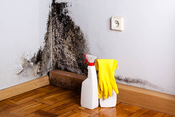 Best Post-Flood Mold Remediation in Mayo, MD